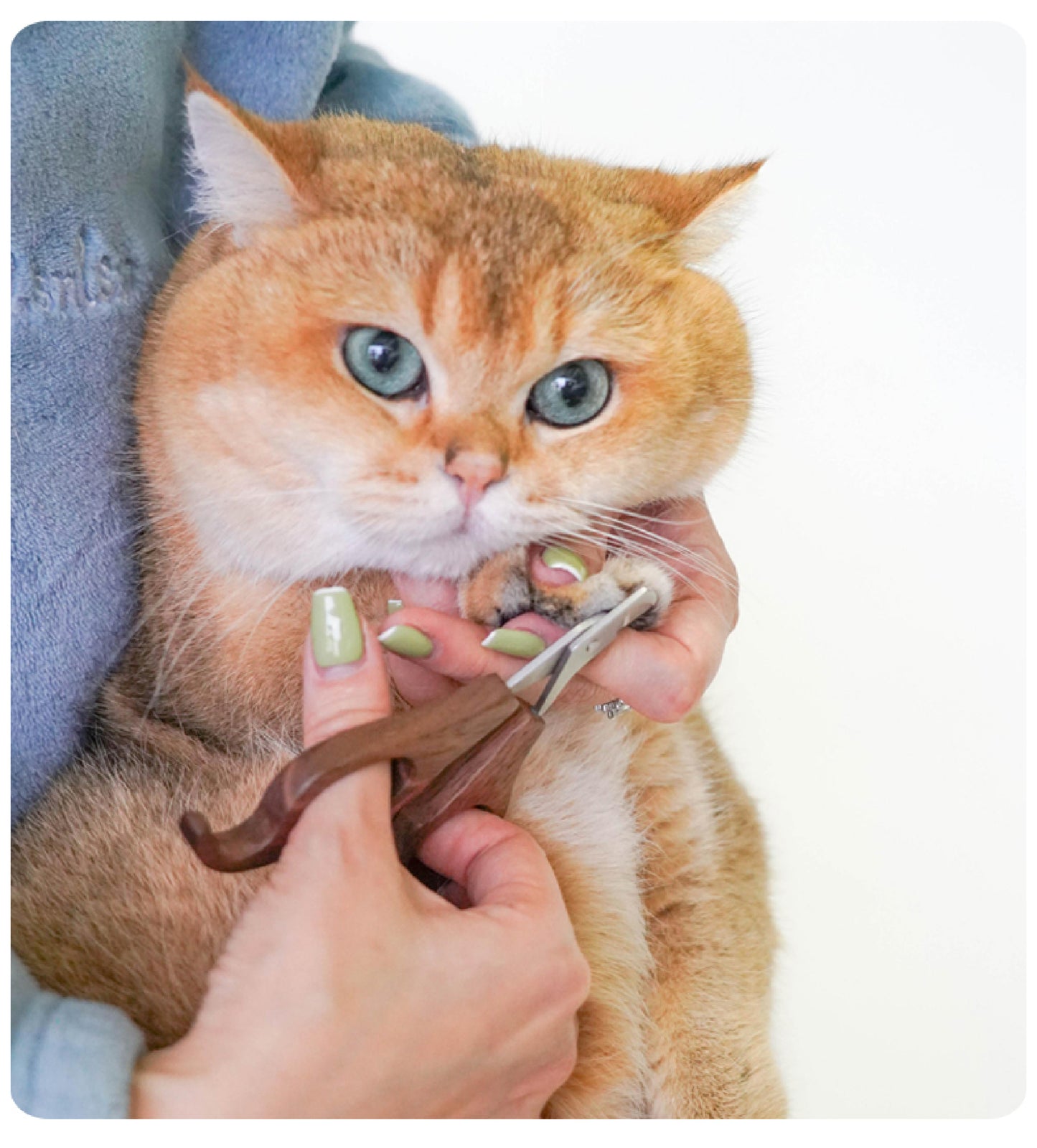 Professional Walnut Nail Clippers | Ergonomic Pet Grooming Tool