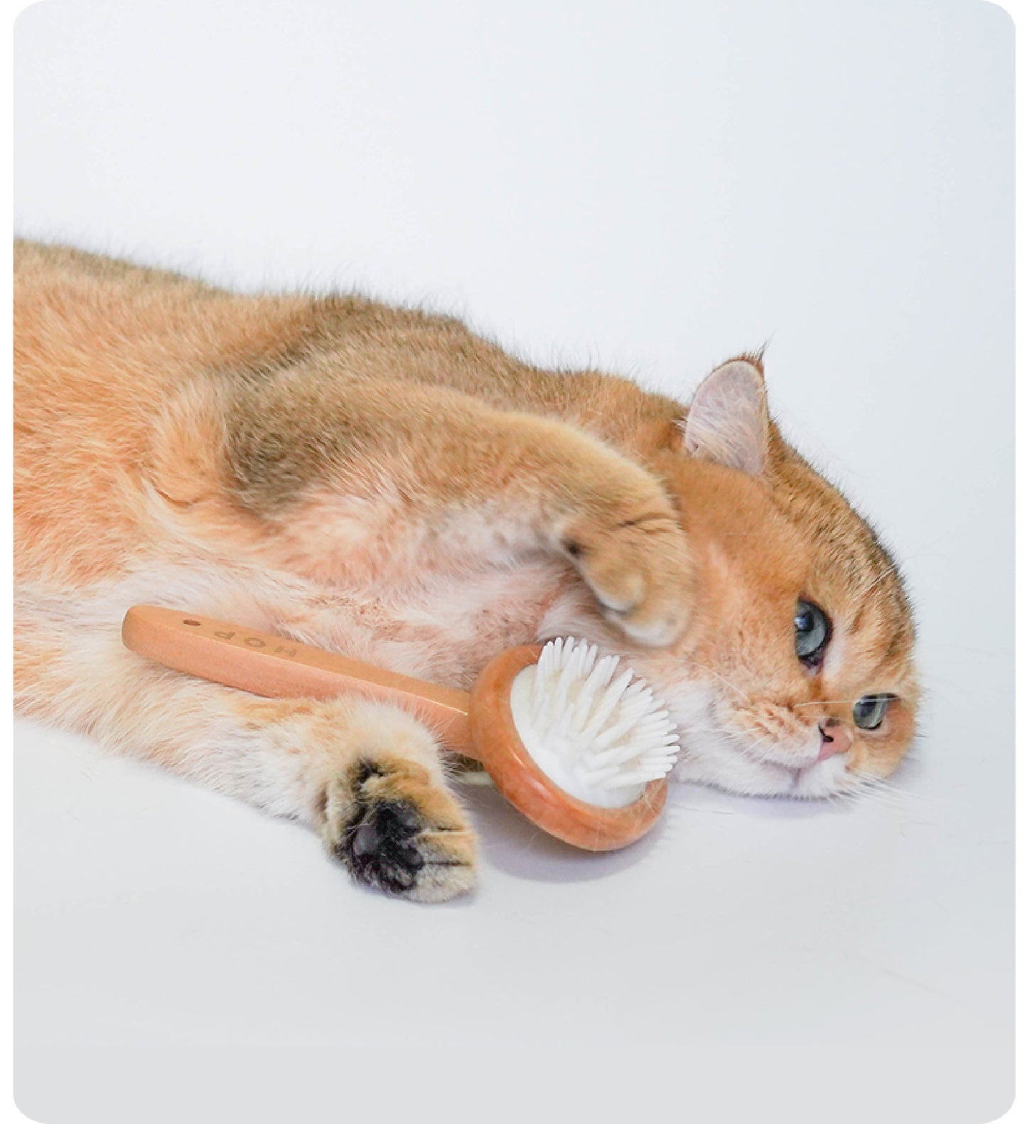 Soothing Spa Massage Brush | 3-in-1 Grooming Tool for Cats & Dogs