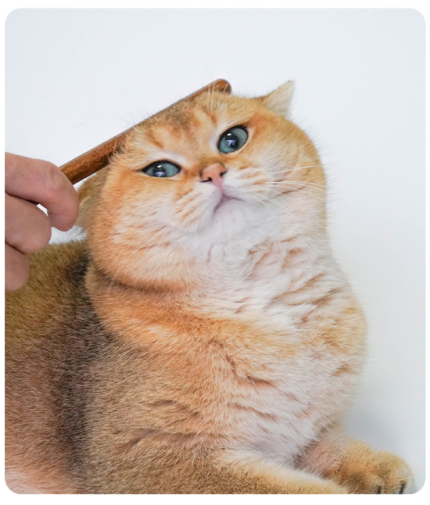 Professional De-Matting Comb | Solid Wood Grooming Tool