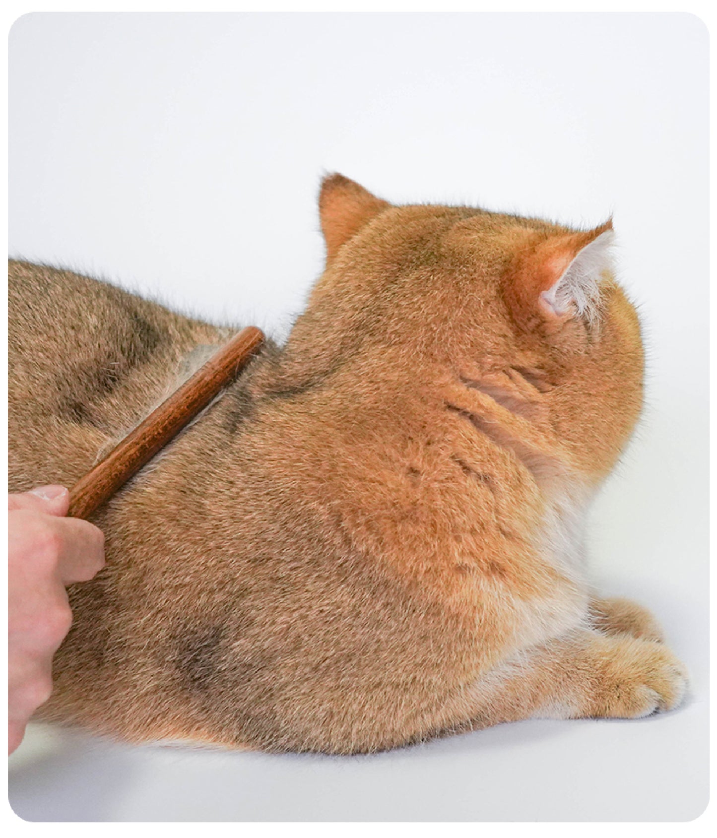 Professional De-Matting Comb | Solid Wood Grooming Tool