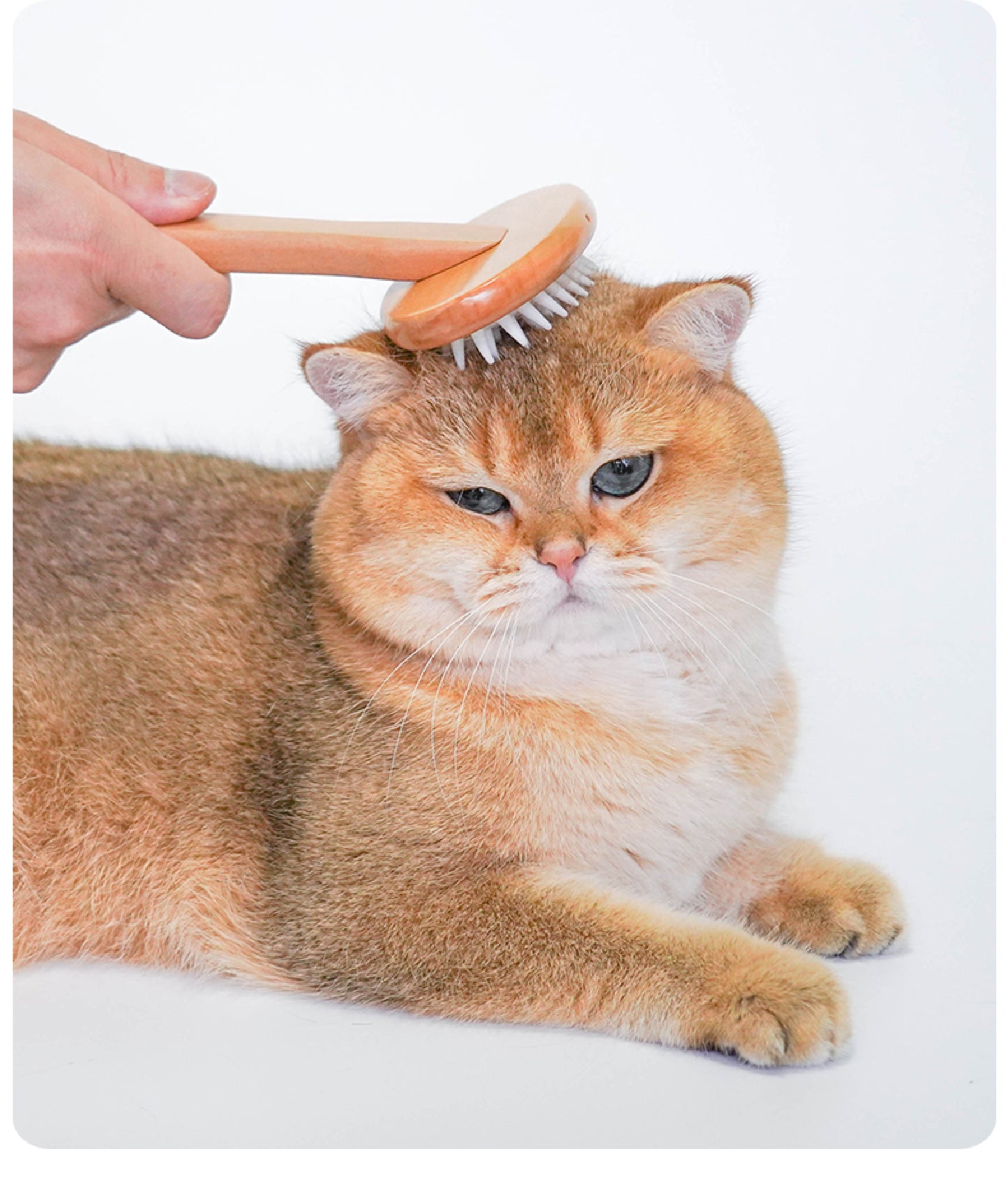 Soothing Spa Massage Brush | 3-in-1 Grooming Tool for Cats & Dogs