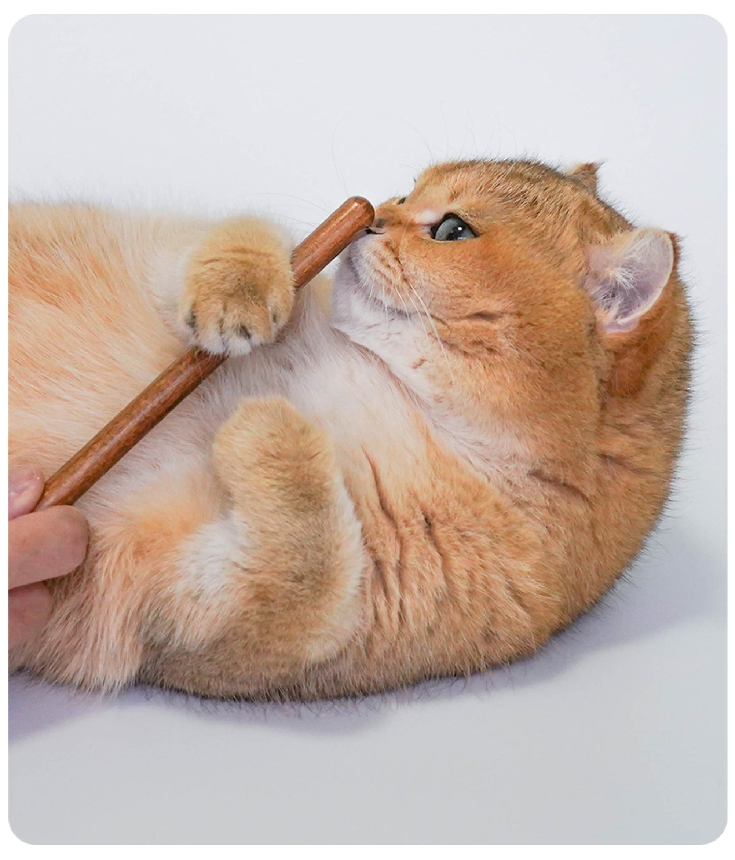 Professional De-Matting Comb | Solid Wood Grooming Tool