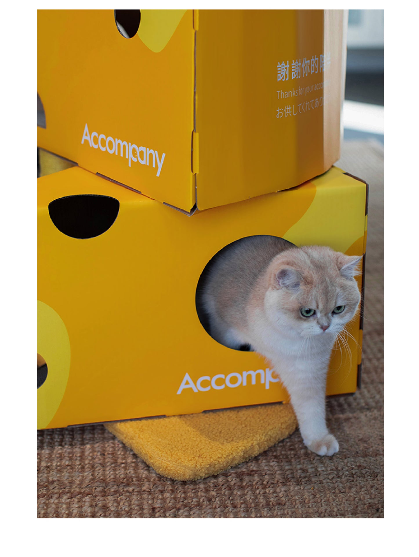 The Ultimate Cheese Condo | A 3-in-1 Cat Tree, Scratcher & Hideaway