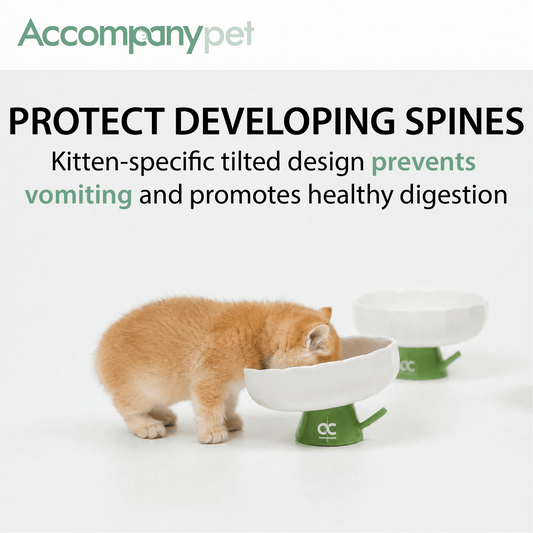 Aesthetic Kitten Flower Bowl (3-12 Months) - Premium Elevated Ceramic Feeder