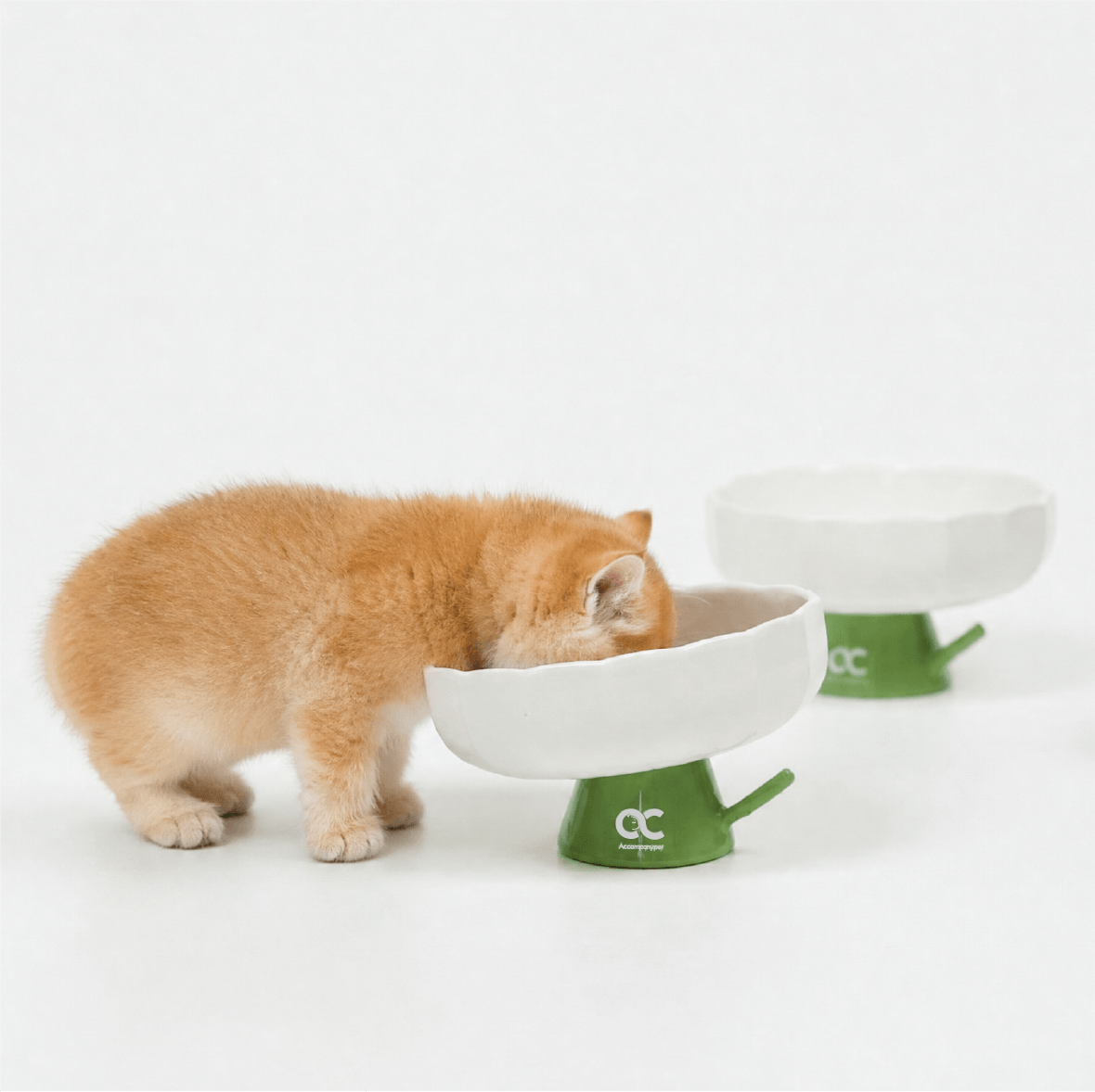Aesthetic Kitten Flower Bowl (3-12 Months) - Premium Elevated Ceramic Feeder