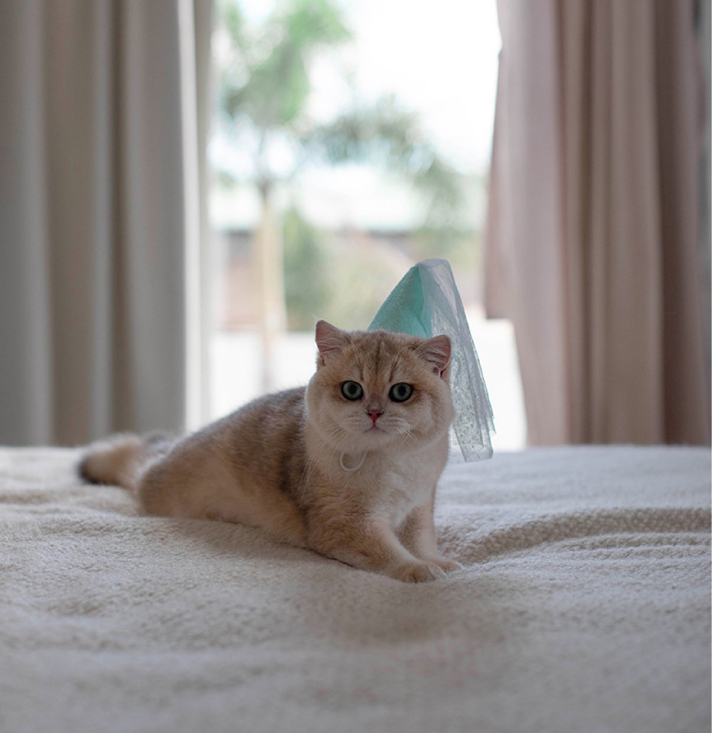 Pastel Princess Party Hat | An Elegant Celebration Hat with Veil